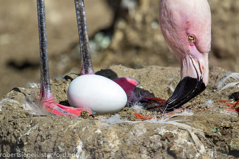 flamingo - sf zoo